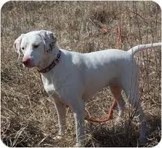 We have 3 male english pointer puppies born 28th january. St Paul Mn English Pointer Meet Sugarland A Pet For Adoption