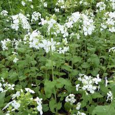 Check out amazing lunaria artwork on deviantart. Lunaria Annua Albiflora