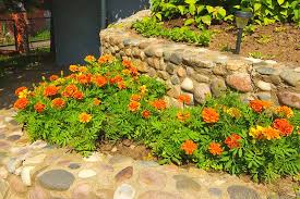 Jun 12, 2020 · marigolds typically have a bloom time from june until frost. When And How To Plant Marigold Seeds Gardener S Path