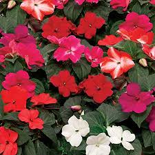 Image result for Impatiens kivuensis