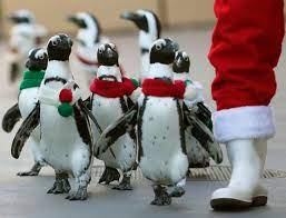 hanaakane クリスマス 動物 動物 写真 かわいいペンギン