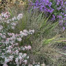 Image result for Eragrostis macrochlamys