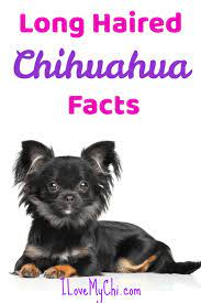 Do chihuahua dogs shed a lot? Long Haired Chihuahua Facts I Love My Chi