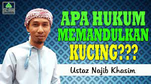Yuk simak penjelasan lengkapnya cara memandikan anak kucing yang benar dengan shampo dan tanpa hair dryer. Hukum Memandulkan Kucing Ustaz Najib Khasim Youtube