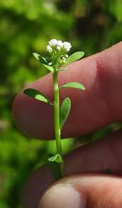 Image result for Corrigiola