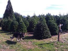 Maybe you would like to learn more about one of these? Fischer S U Cut Christmas Trees Home Facebook