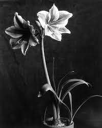 Amaryllis Flower 1933 Imogen Cunningham Flowers Photography Still Life Photography
