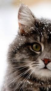 Wallpaper Iphone Android Background Followme Takip Takipet Arkaplan Duvarkagidi Cat Kedi Cats Cute Cats Cute Animals