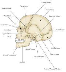Parts Of The Human Skull Biology101 Study Guide Anatomy And Physiology Human Anatomy And Physiology Physiology