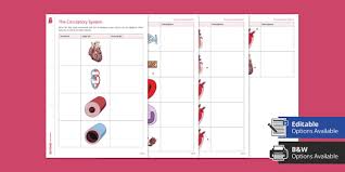 Image result for Cardiovascular Worksheets