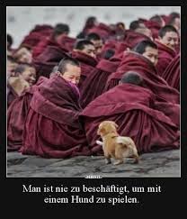 Man Ist Nie Zu Beschaftigt Um Mit Einem Hund Zu Spielen Cute Animals Funny Animals Funny Dog Pictures