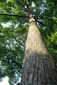 Other trees include the casia biflora, tembusu padang, pokok merawan siput jantan, penaga lilin, pokok bunga tanjung, pokok kasa and several other species. Hopea Odorata Iplantz