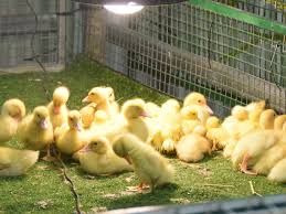 Find tickets to all live music, concerts, tour dates and festivals in and around rockhampton. More Cute Photos From The Rockhampton Agricultural Show The Chronicle