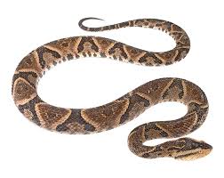 Image result for Bothrops asper