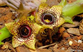 Image result for Orbea paradoxa