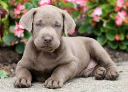 Labs and more dog rescue is southern california's fastest growing and most active dog rescue organization. Silver Labrador Retriever Puppies For Sale Puppy Adoption Keystone Puppies