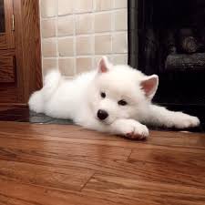 Posing Like A Good Boy For Aunt Morgan Funny Dogs Cute Animals Samoyed