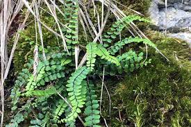 Image result for Asplenium rukararense