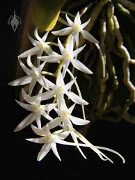 Image result for Mystacidium venosum