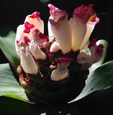 Image result for Costus afer