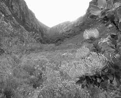 Image result for Camptorrhiza strumosa