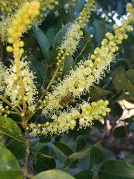 Image result for Crudia