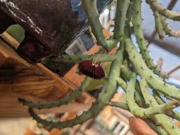 Image result for Huernia