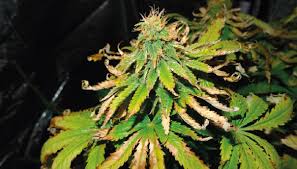 We did not find results for: Heat Stress Symptoms Of Cannabis Plants Growdiaries
