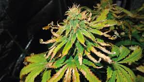 Humidity for drying buds (early stage cure). Heat Stress Symptoms Of Cannabis Plants Growdiaries