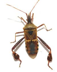 In the damp basements favored by amphibian keepers, spotted camel crickets (ceuthophilus maculatus, please see photo) may also set up housekeeping. Leptoglossus Leptoglossus Clypealis Leaf Footed Bug Insects Bugs