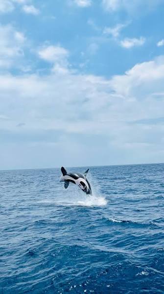 Mirissa Whale Watching