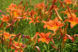  wenn du an ähnlichen angeboten interessiert bist, lohnt es sich auch in verwandten themen wie garten, pflanzen & samen, gartenpflanzen, gartenblumen zu. Lilien Uberwintern Tipps Tricks Vom Experten Plantura