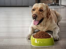 National Raw Feeding Week - Importance of Nutritional Counseling and Raw  Feeding for Pets | Woodland Park, CO | Compassion Animal Hospital