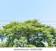 Image result for Albizia falcataria