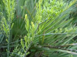 Image result for Osyris