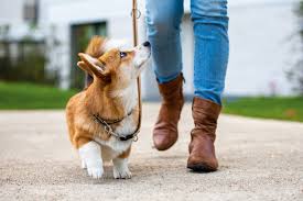 Ab wann muss ich hundesteuer bezahlen. Faq Hundesteuer Antworten Auf Die Wichtigsten Fragen Stiftung Warentest