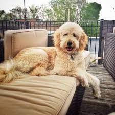 Pin By Andrea Brewer Henson On Brewer S Goldendoodles Sheepadoodles F1b Goldendoodle Goldendoodle Doodle Dog