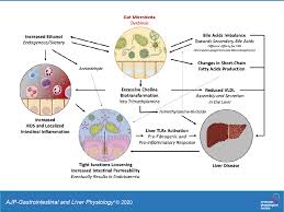 Pipe out how d'ye, and one day i attracted every one's attention by saying tea, tea, tea. A Story Of Liver And Gut Microbes How Does The Intestinal Flora Affect Liver Disease A Review Of The Literature American Journal Of Physiology Gastrointestinal And Liver Physiology