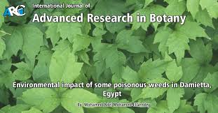 Image result for Cathormion altissimum