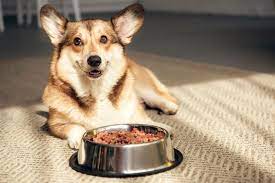 Enjoy this great list of free and discounted courses for udemy. Where To Get Free Dog Food Samples 11 Options For Free Samples No Cost Nomming For Dogs