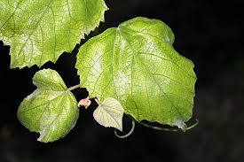 Maybe you would like to learn more about one of these? Foglie Di Vite Uva Fogliame Natura Foglia D Uva La Coltivazione Di Giardino Colori Pikist