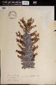 Image result for Acacia adenocalyx