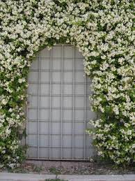 Is star jasmine poisonous to dogs. Trachelospermum Jasminoides Confederate Jasmine Star Jasmine North Carolina Extension Gardener Plant Toolbox