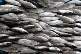 Pada artikel kali ini jurnal manajemen akan membahas secara lengkap mengenai jenis ikan louhan. Berapa Jenis Ikan Yang Hidup Di Sungai Musi Dan Pesisir Timur Sumatera Selatan Mongabay Co Id