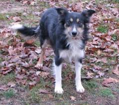 Maybe you would like to learn more about one of these? Border Collie Puppy For Sale Adoption Rescue For Sale In Hemlock Michigan Classified Americanlisted Com