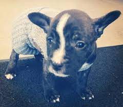 He ate our favourite chair! French Bull Terrier Dog Breed Information And Pictures