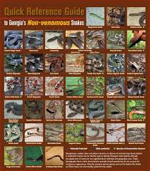 Georgia Snake Identification Affordable Wildlife Trapping
