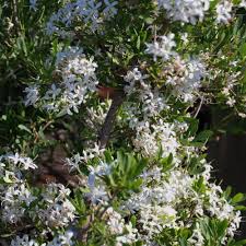 Image result for Coptosperma