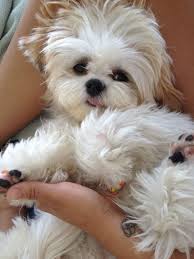 Black And White Maltese Shih Tzu Puppy If You Adore Shih Tzu Dogs Then You Will Absolutely Love Our Collection Of Best Selling Shih Tzu T Shirts Mugs Etc Vis Shih Tzus Cute Puppies Shih Tzu Puppy