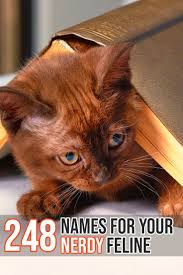 Felineliving Net Cute Cat Names Kitten Names Girl Cat Names